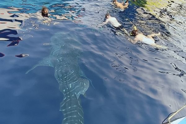 best time to see whale sharks sumbawa