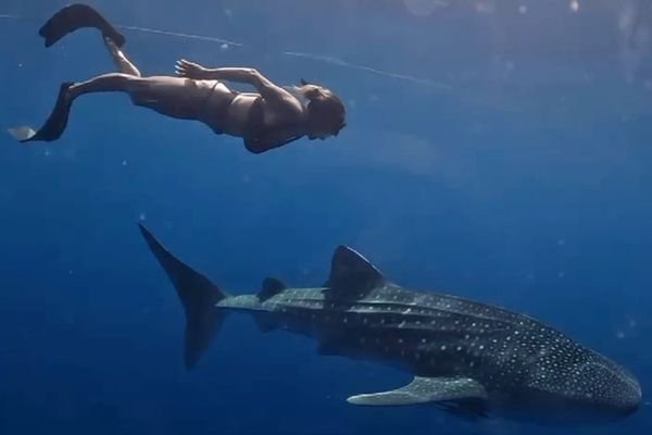 swimming with whale sharks sumbawa