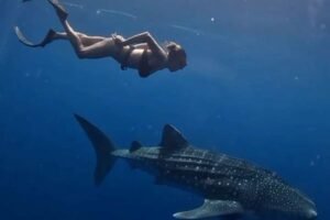 whale shark diving sumbawa