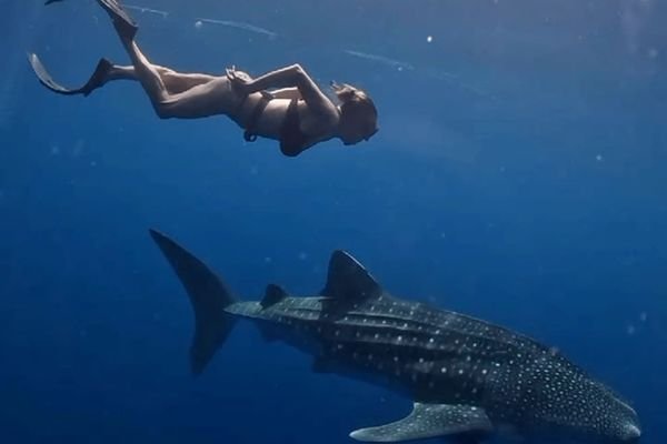 whale shark diving sumbawa