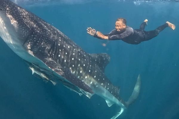 whale shark snorkeling sumbawa