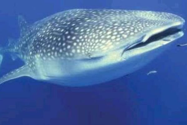 whale shark sumbawa indonesia