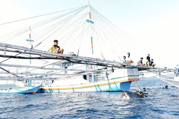 whale shark sumbawa location