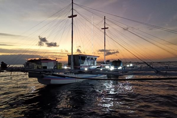 whale shark sumbawa season