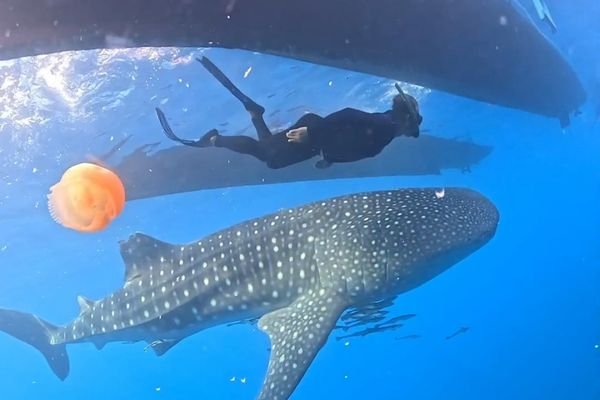 whale shark sumbawa tour package