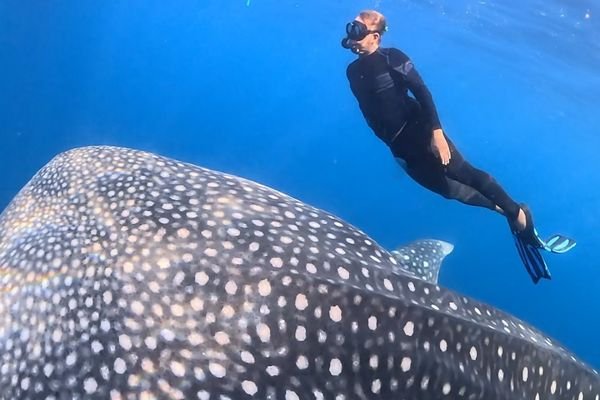 whale shark tour sumbawa