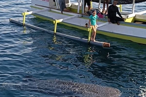 where to see whale sharks in sumbawa