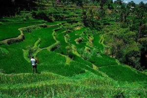 Tetebatu rice terrace