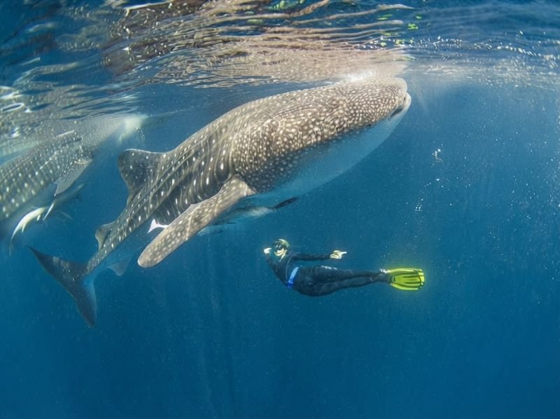 Responsible whale shark encounter in Saleh Bay Sumbawa