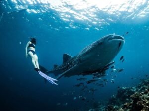 Saleh Bay snorkeling responsible tourism