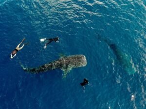 Sumbawa whale shark trip responsible tourism