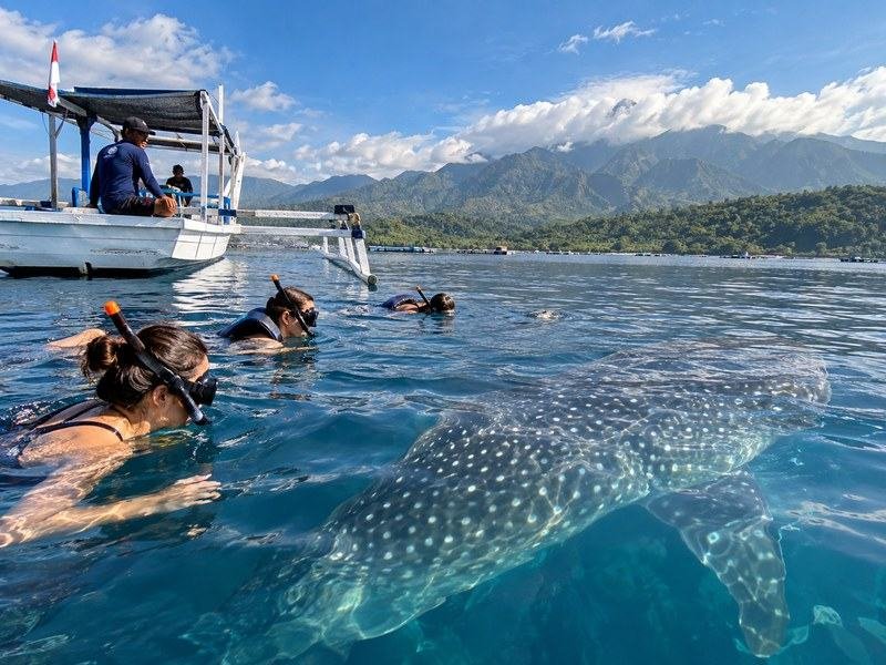 Saleh Bay whale shark boat trip