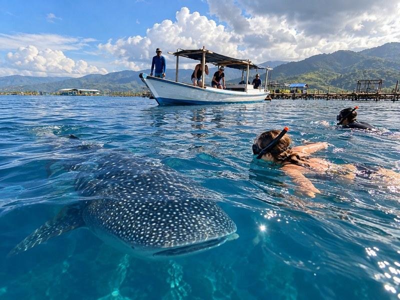 Saleh Bay whale shark safety guide