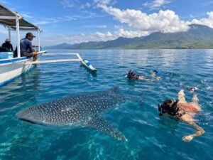 Saleh Bay whale shark weather guide