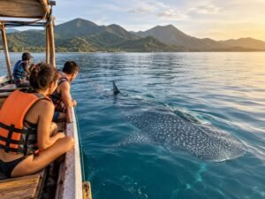 Sumbawa whale shark trip best time