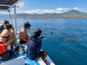 whale shark Sumbawa safety guide from boat