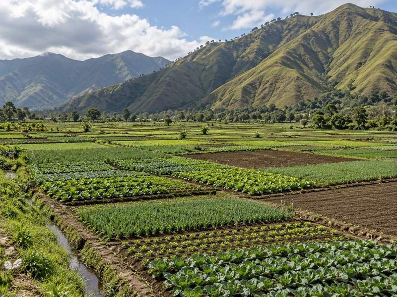 Patchwork agricultural fields beneath the hills of Sembalun